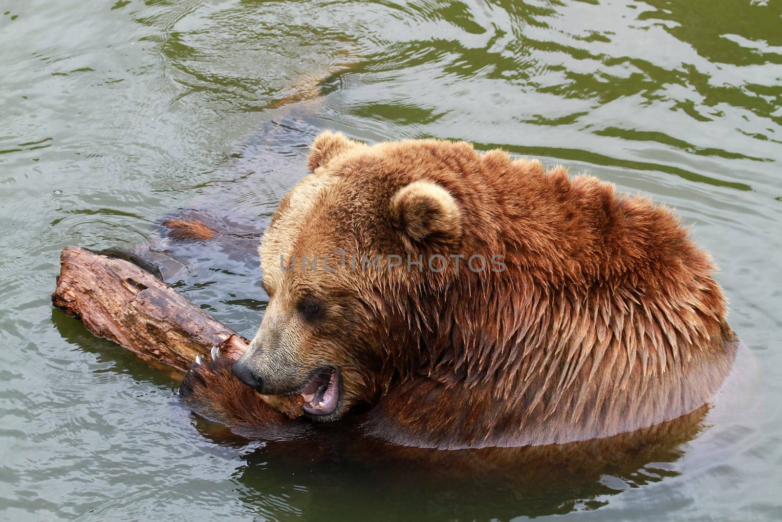 Kodiak