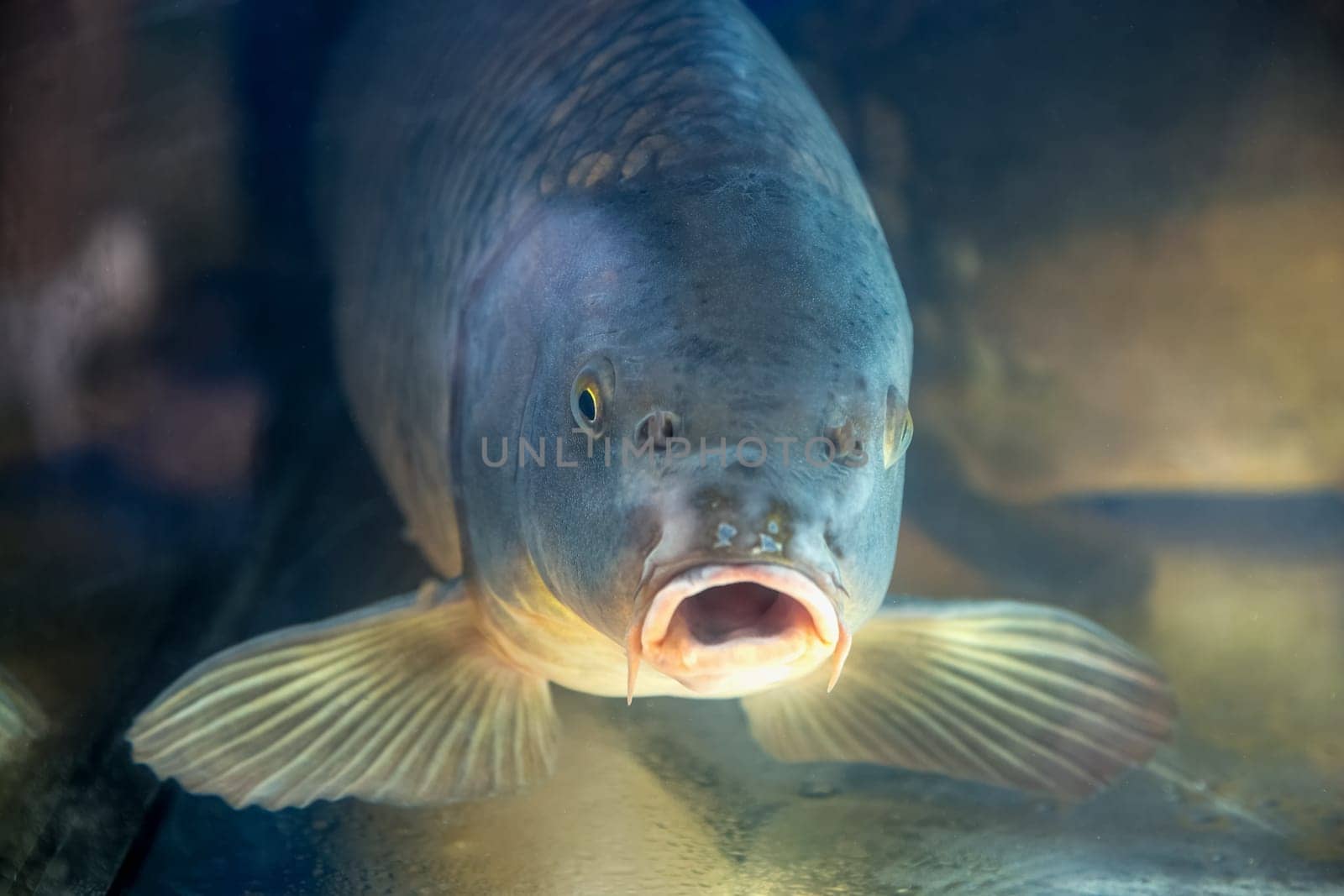 Carp fish in aquarium or reservoir ubder water on  fish farm