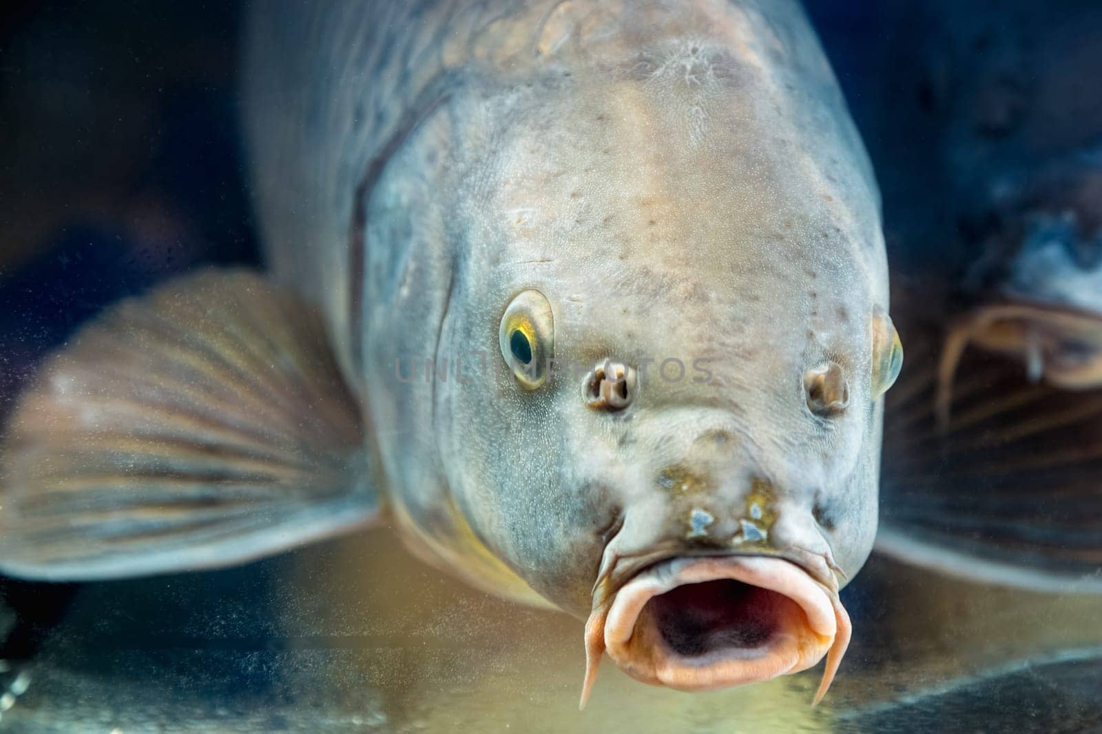 Carp fish in aquarium or reservoir ubder water on  fish farm