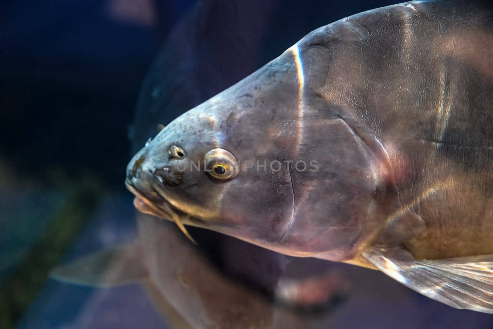 Carp fish in aquarium or reservoir ubder water on  fish farm