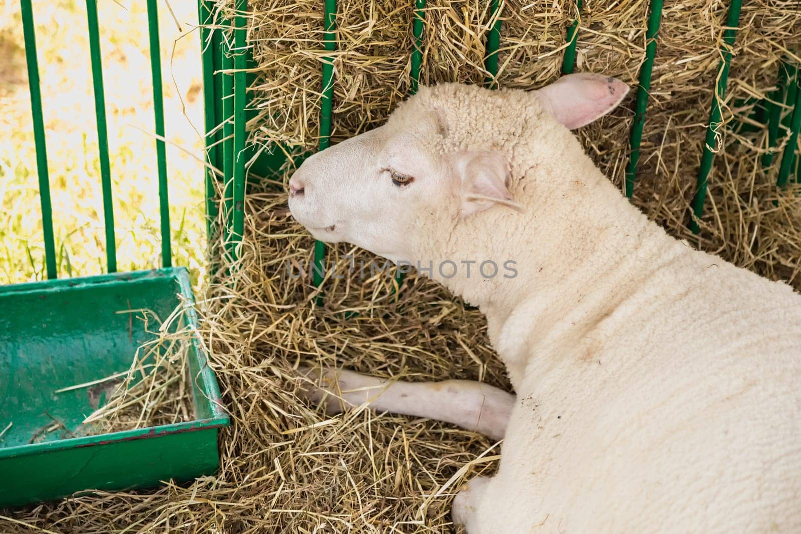 Sheep or goat in cell on farm. Farmland industry