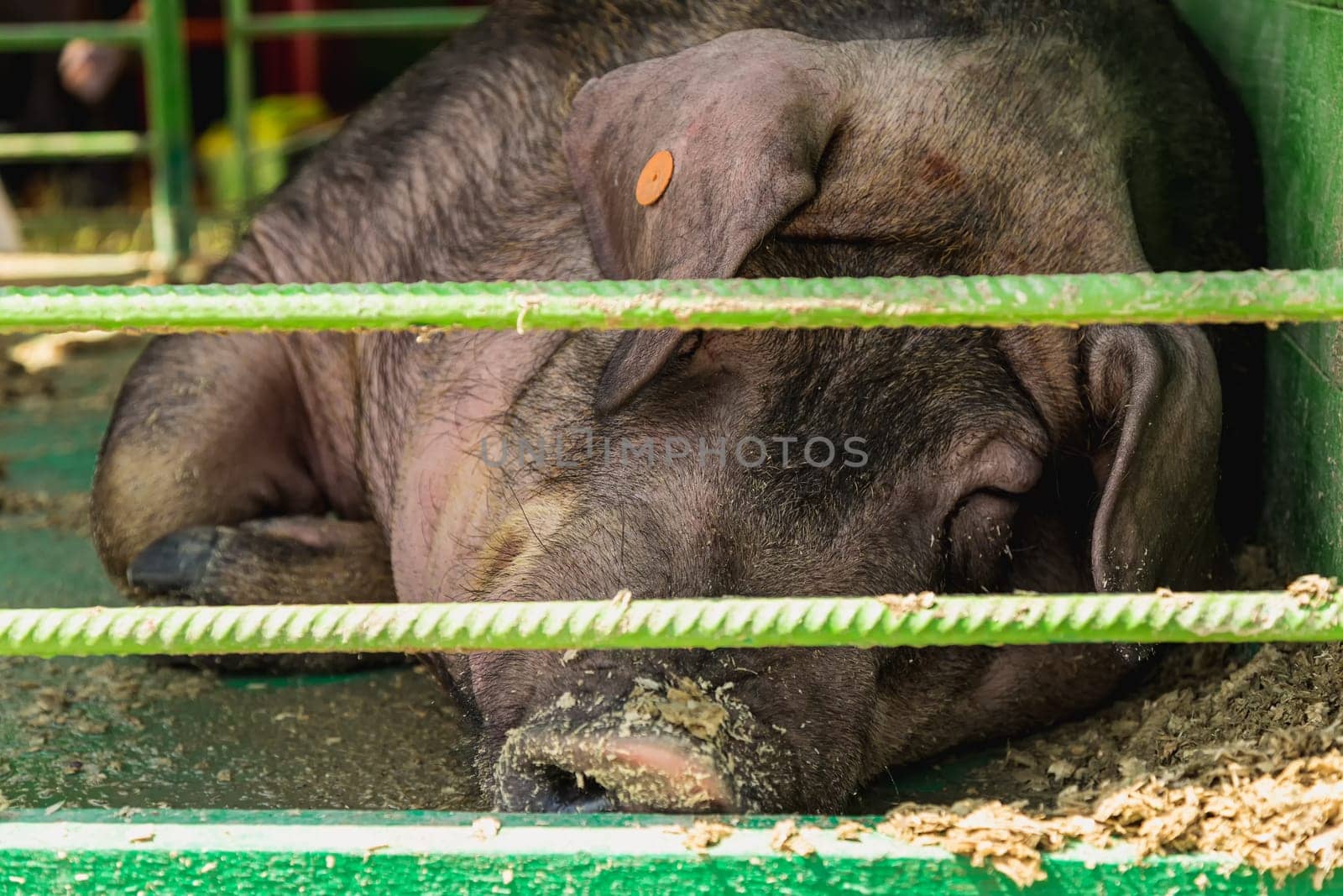Sleeping boar or pig in cell. Farm or farmland industry