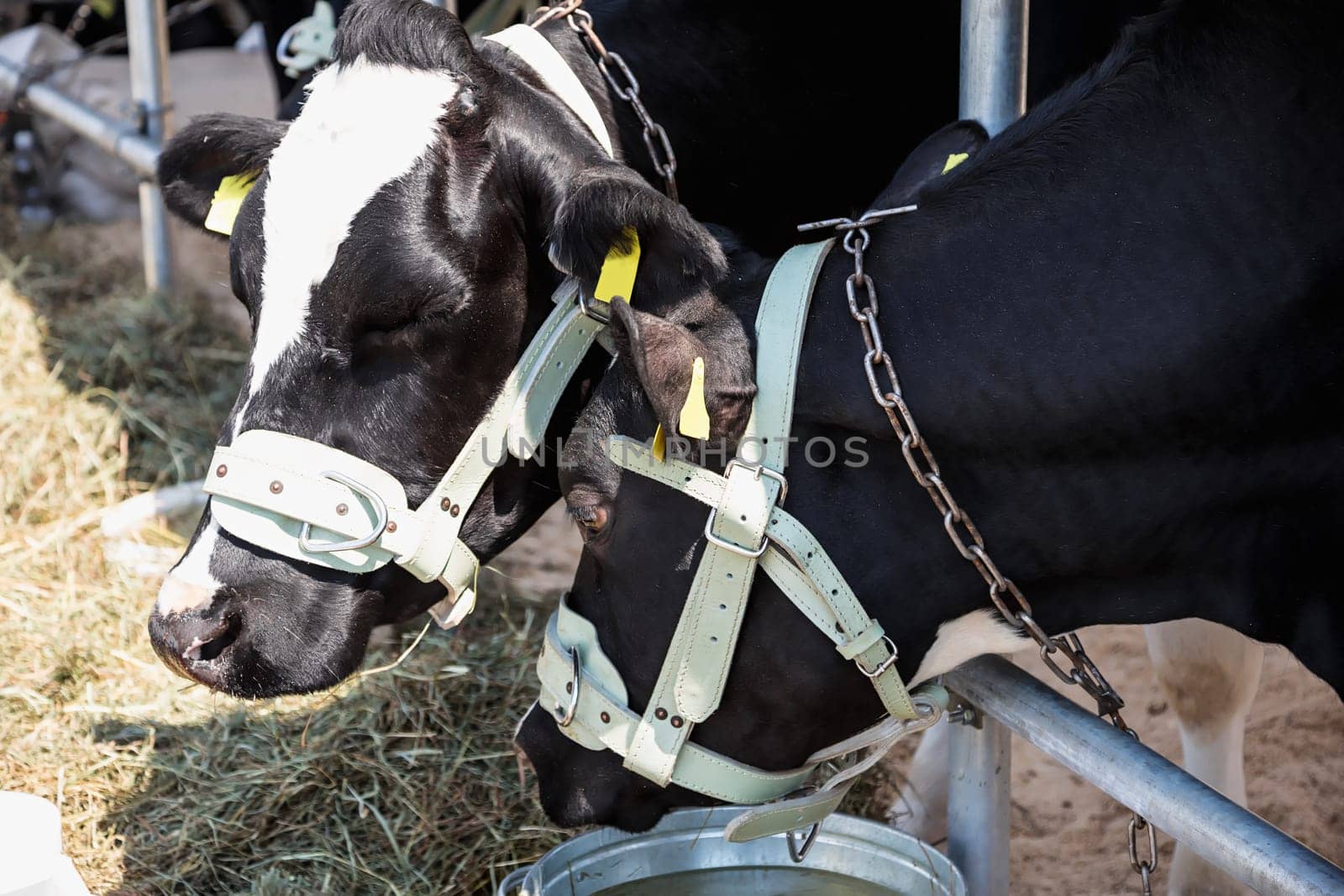 Breeding cows in the barn. Farm or farmland industry