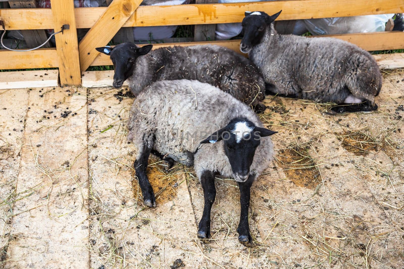 Sheeps or goats in cell on farm. Farmland industry