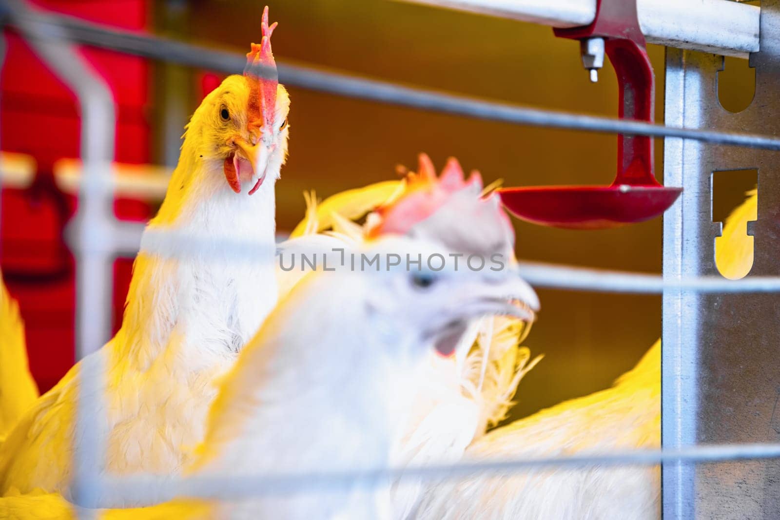 Chicken in farm incubator or coop. Farmland industry