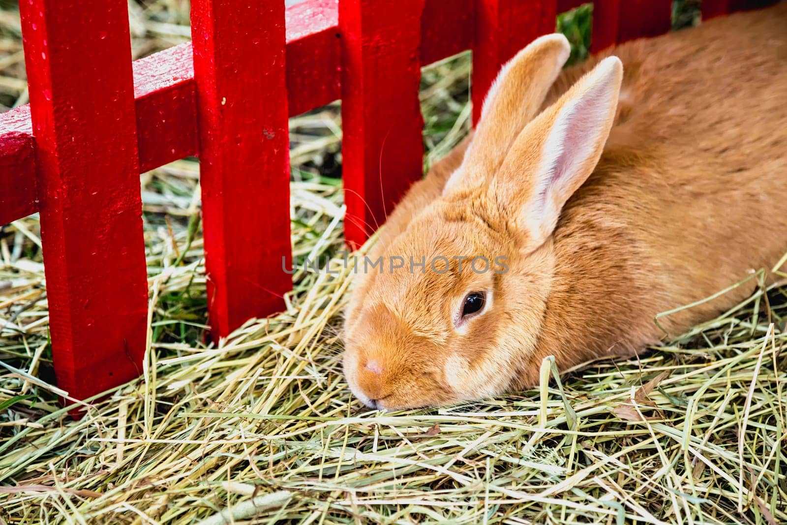 Rabbit or bunny in cell on farm. Farmland industry