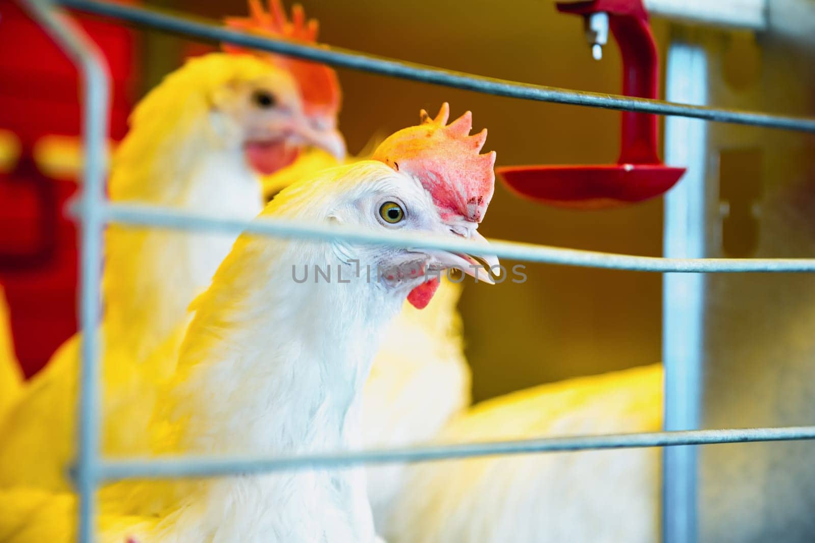 Chicken in farm incubator or coop. Farmland industry