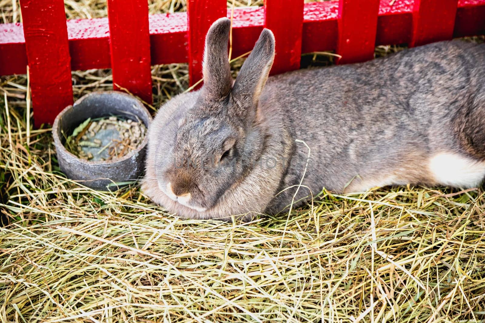 Rabbit or bunny in cell on farm. Farmland industry