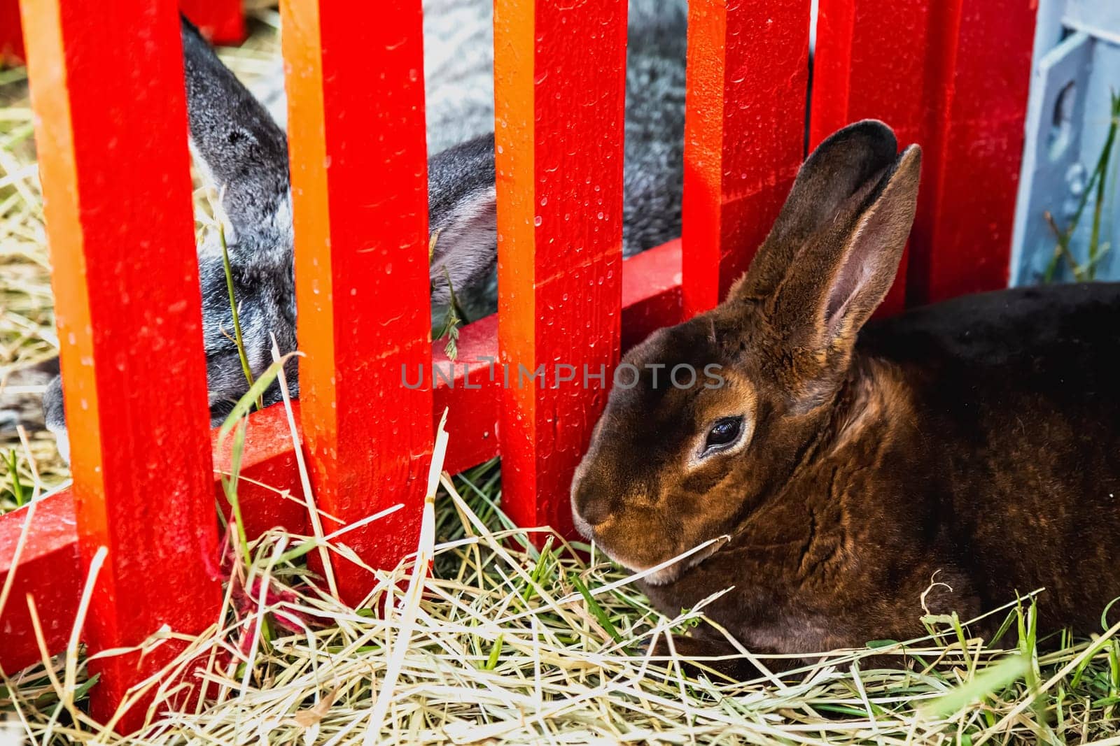 Rabbit or bunny in cell on farm. Farmland industry