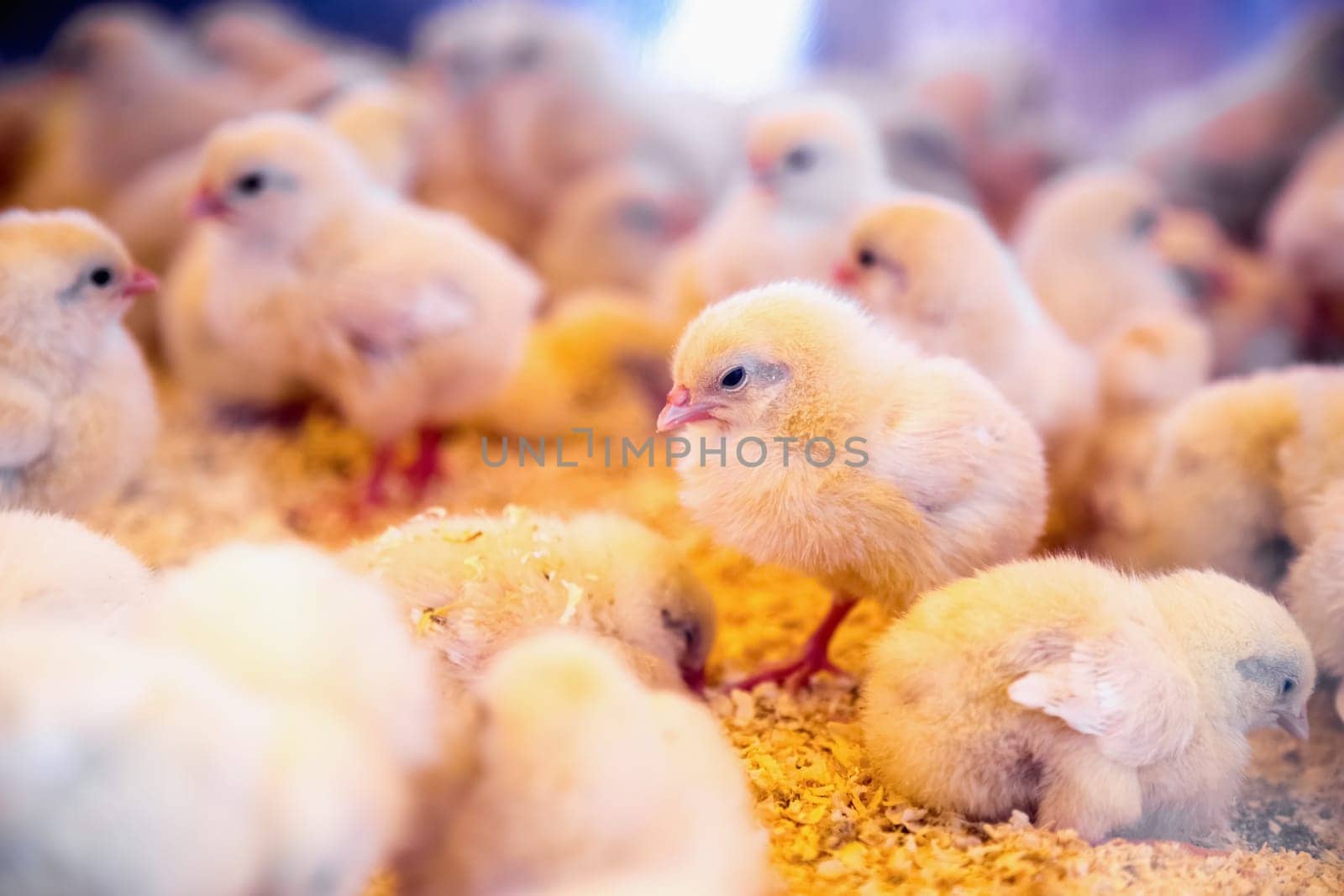 Small chickens in farm incubator or coop. Farmland industry