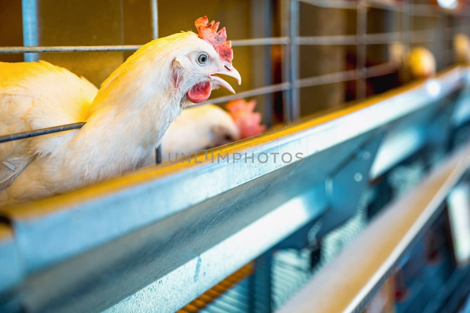 Chicken in farm incubator or coop. Farmland industry