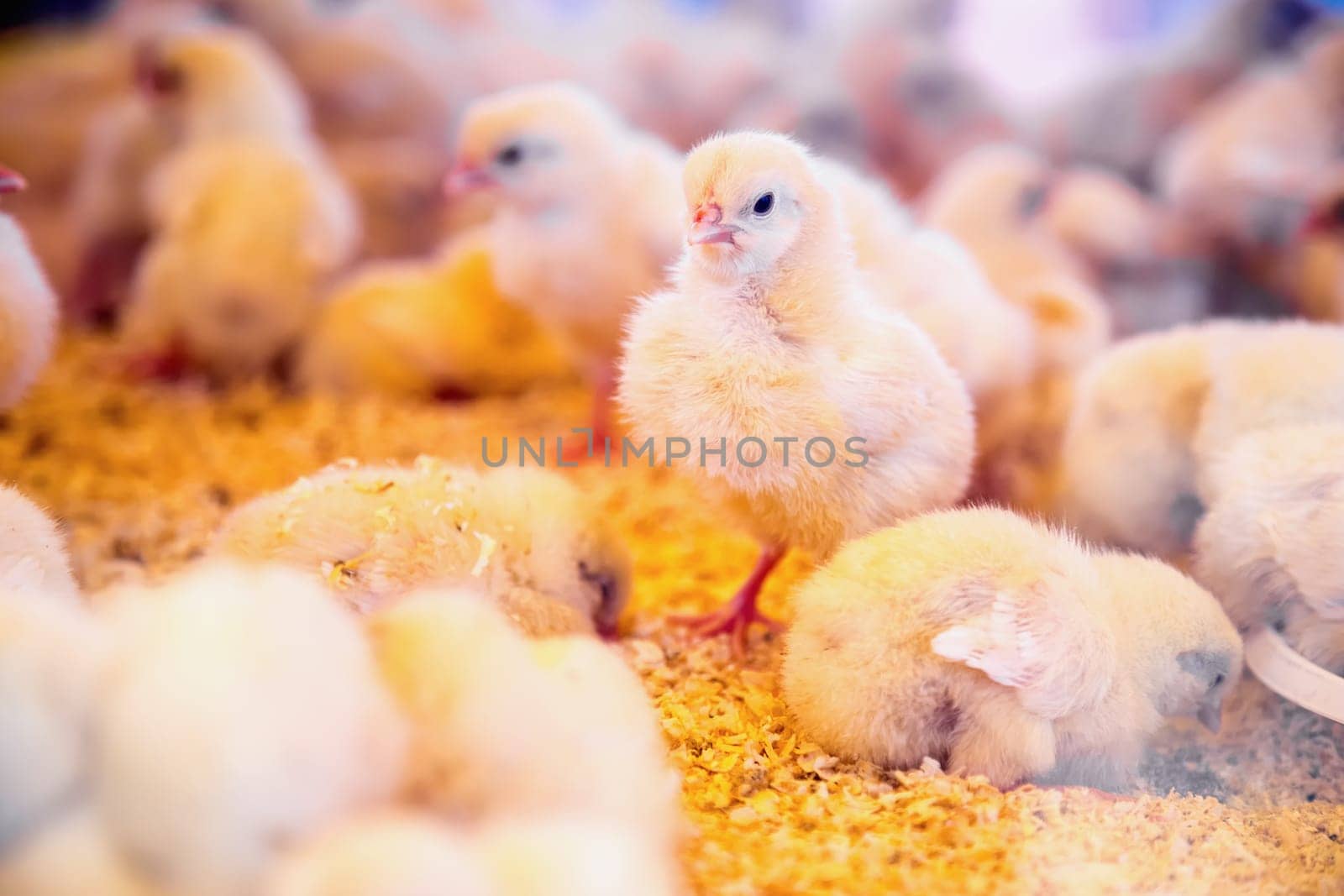 Small chickens in farm incubator or coop. Farmland industry