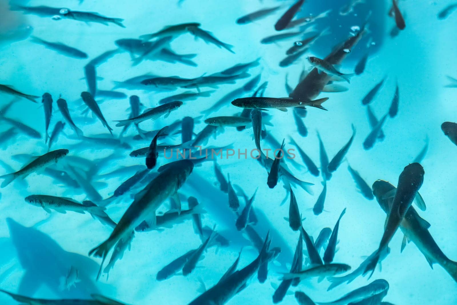 Fishes in aquarium or reservoir ubder water on  fish farm