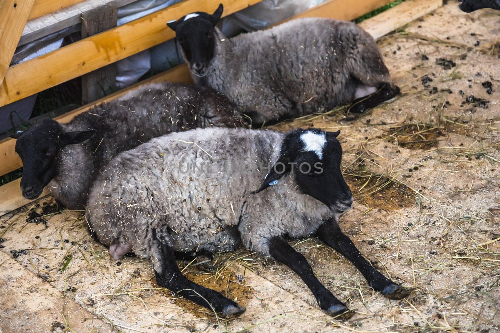 Sheeps or goats in cell on farm. Farmland industry