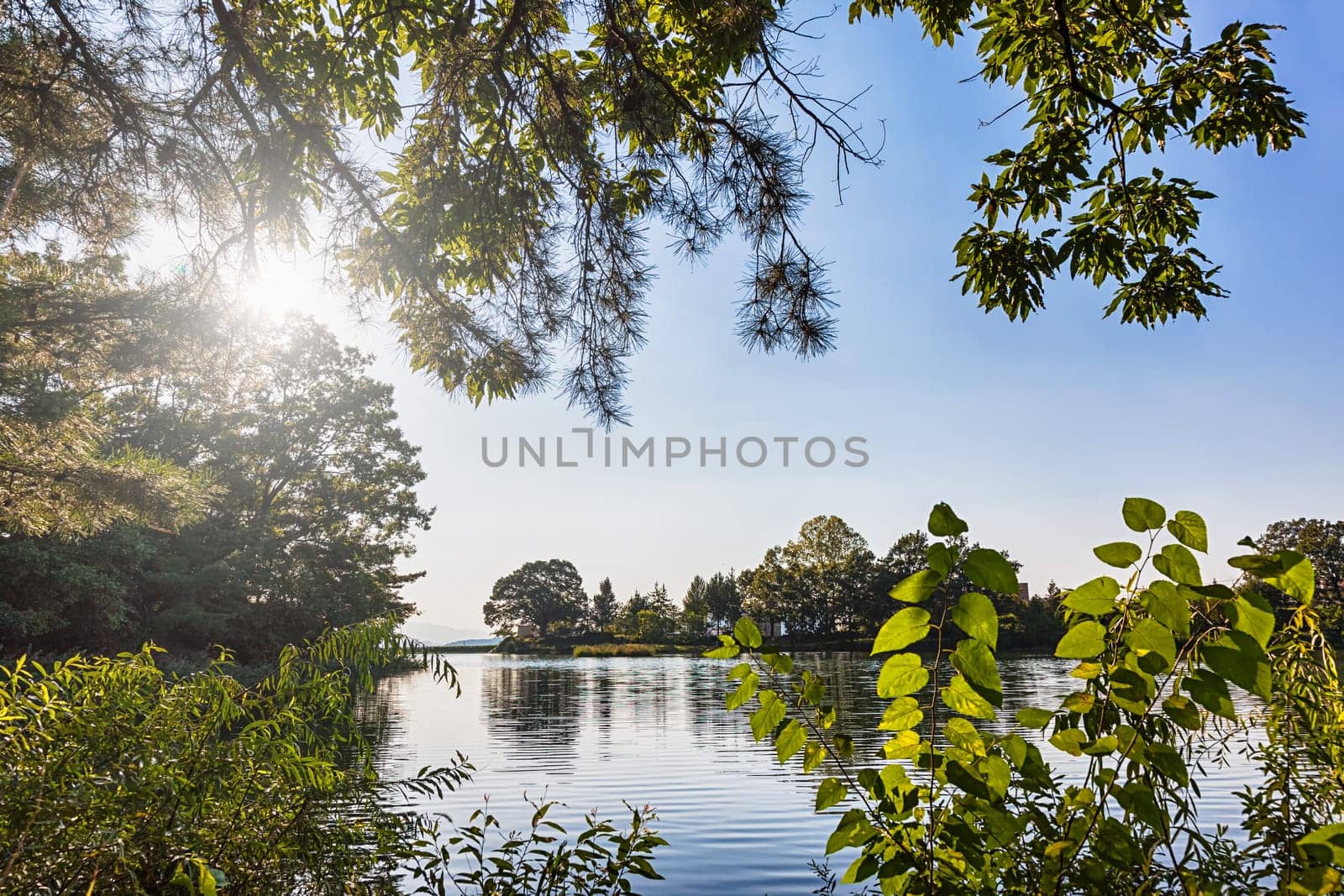 Lake or pond landscape through branches and leaves with sun light and trees reflection on water