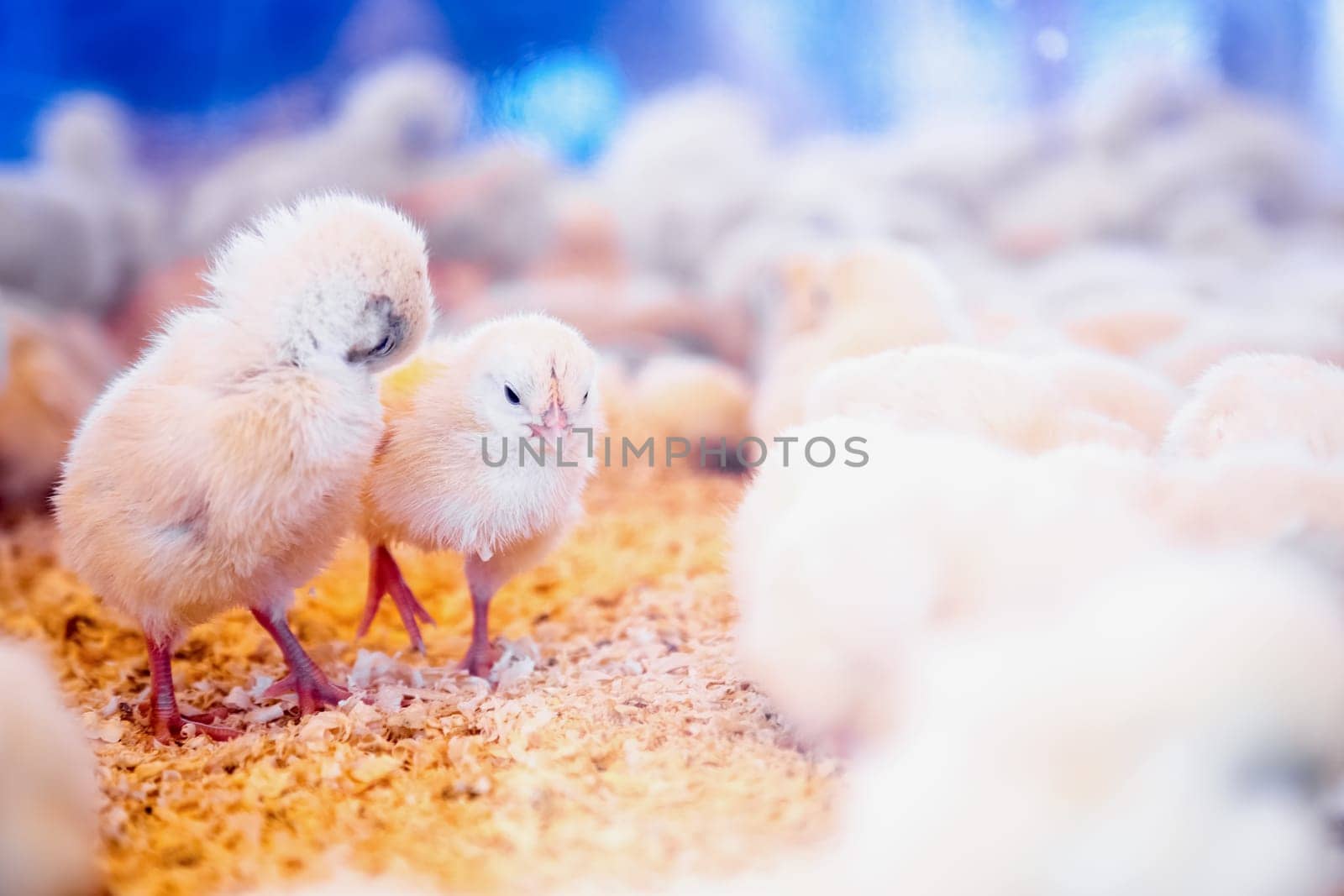 Small chickens in farm incubator or coop. Farmland industry