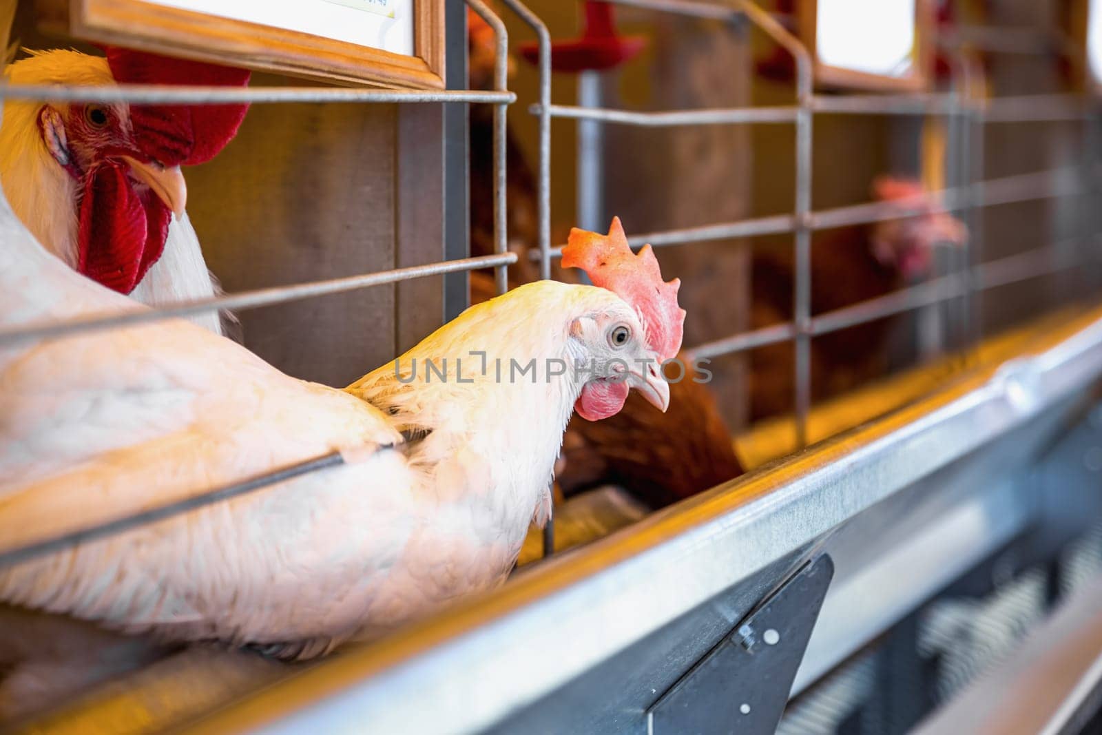 Chicken and cock in farm incubator or coop. Farmland industry