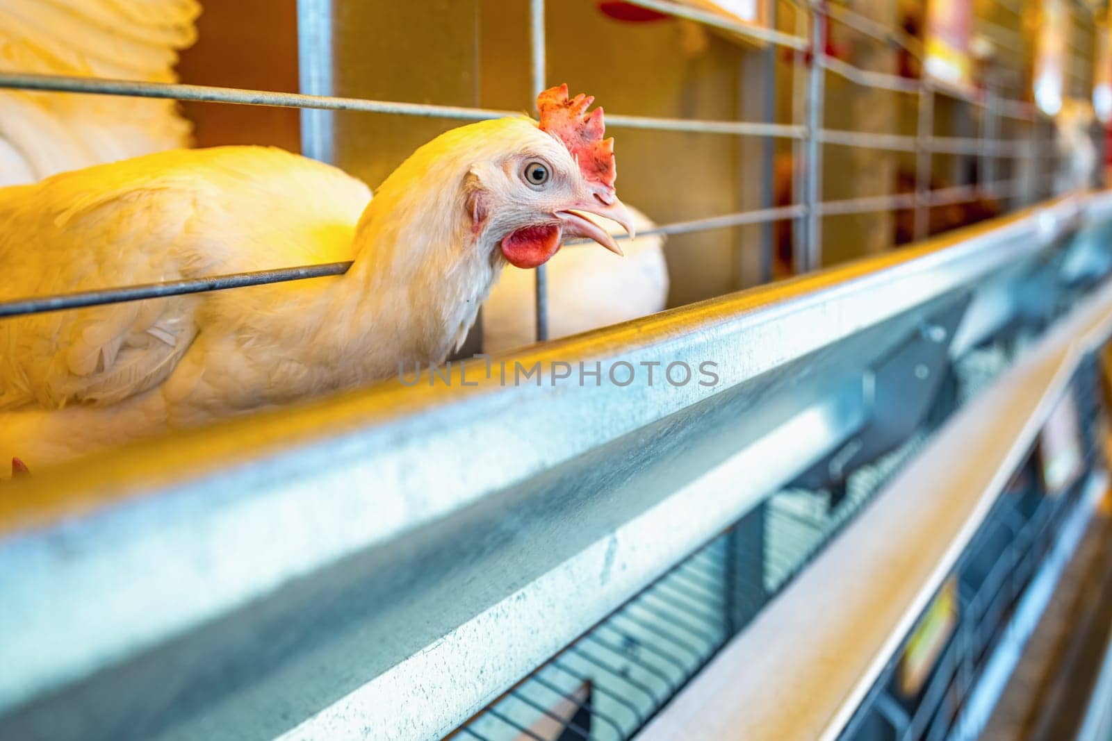 Chicken in farm incubator or coop. Farmland industry