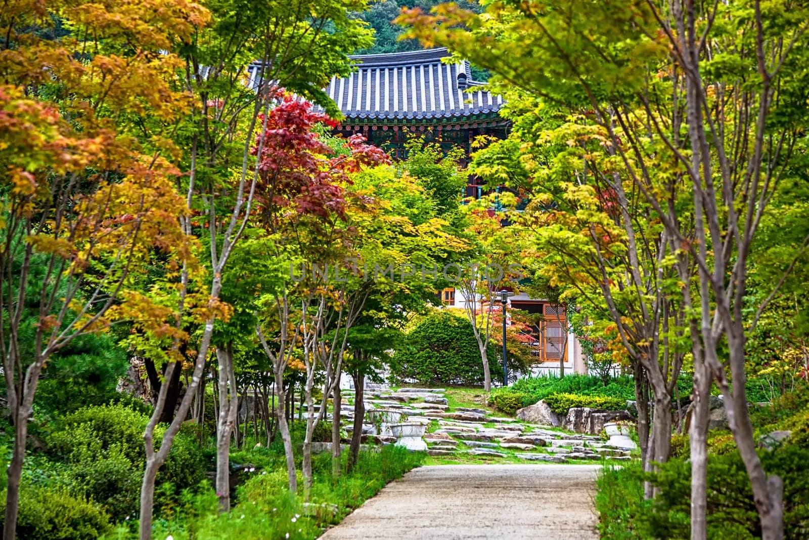 Alley in park or road with trees to old monks temple in South Korea at autumn
