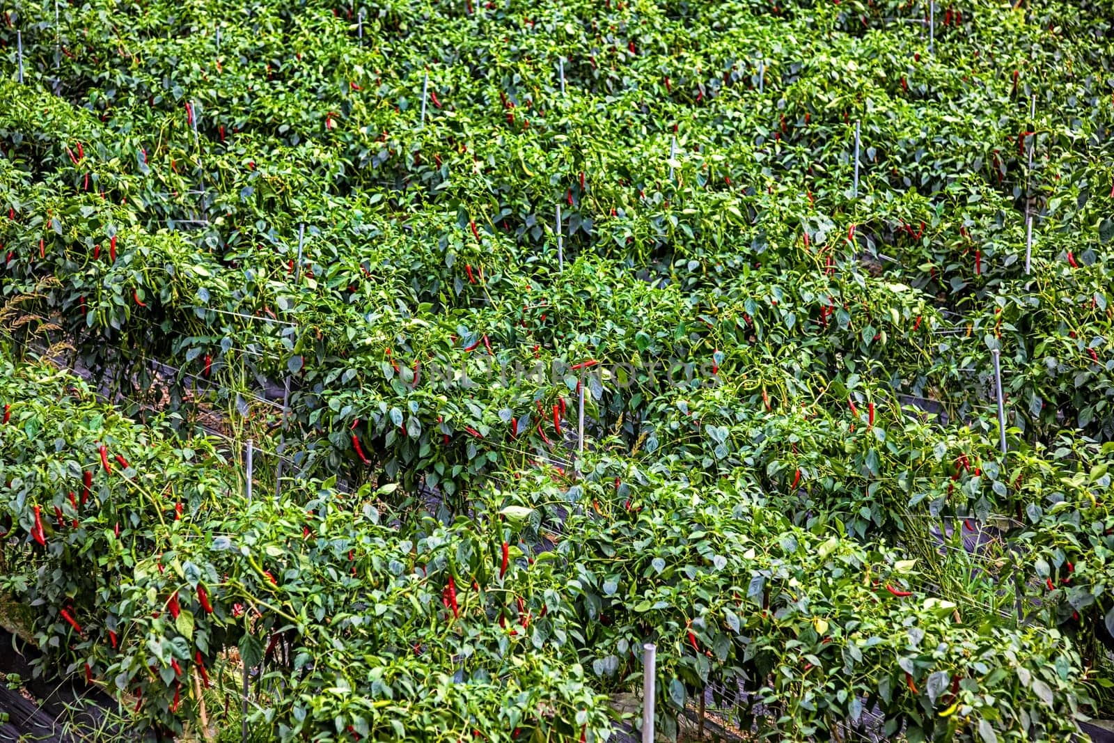 Plantation of red chili peppers in South Korea