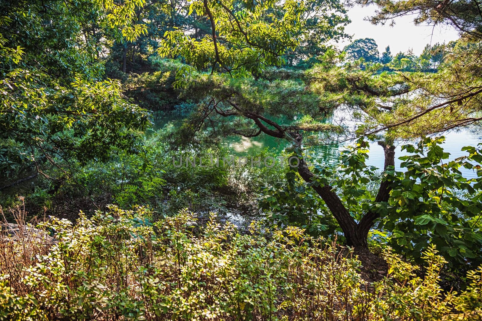 Trees and branches with green leaves and grass on the lake shore at day
