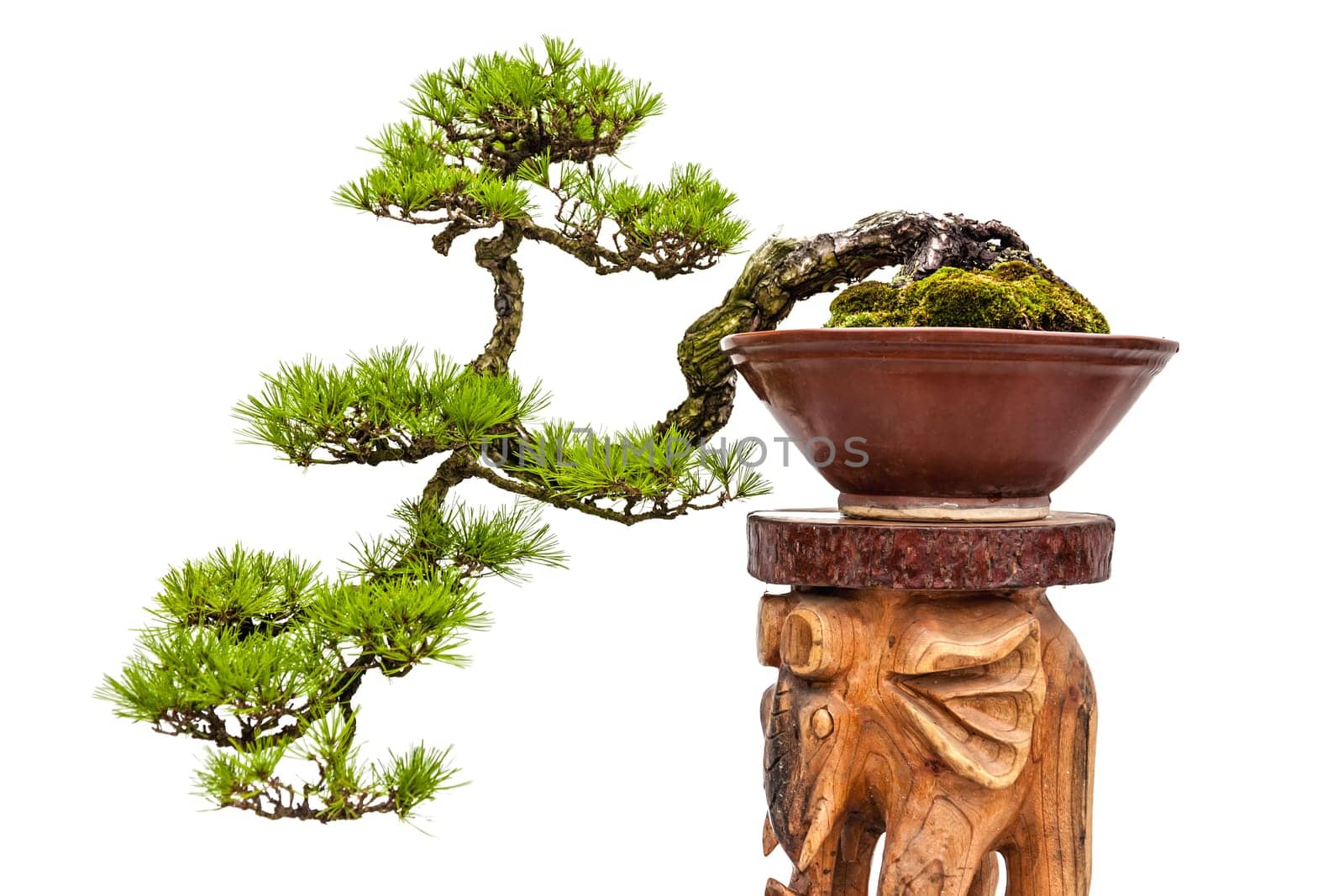 Green bonsai pine tree or asian ornamental or decorative plant in brown ceramic pot on wooden stand on white background
