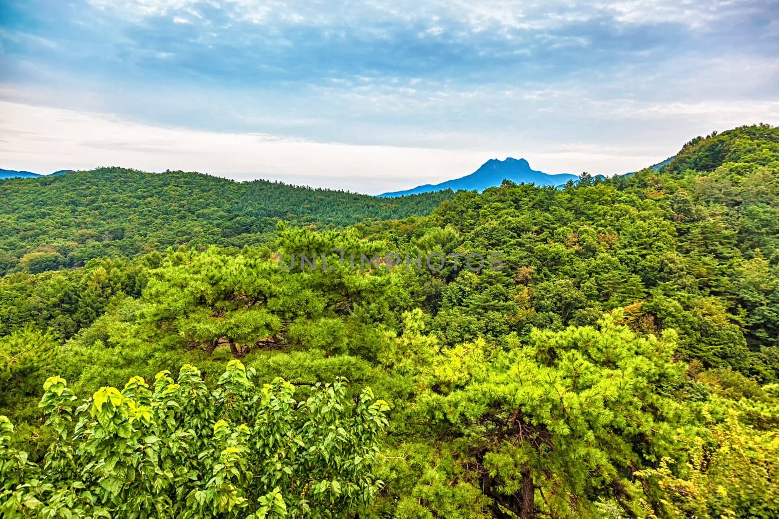 Mountains with green trees landscape in South Korea