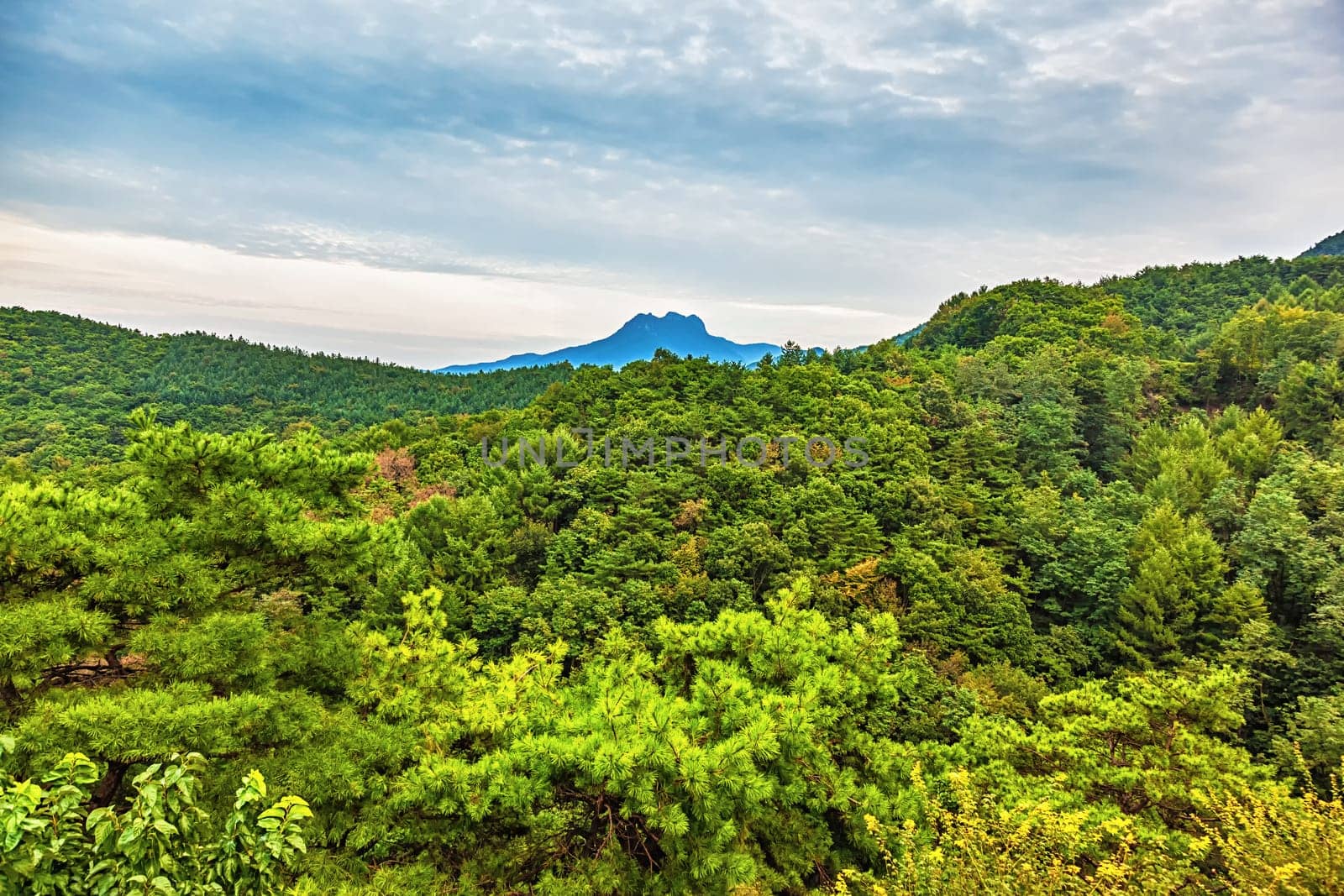 Mountains with green trees landscape in South Korea