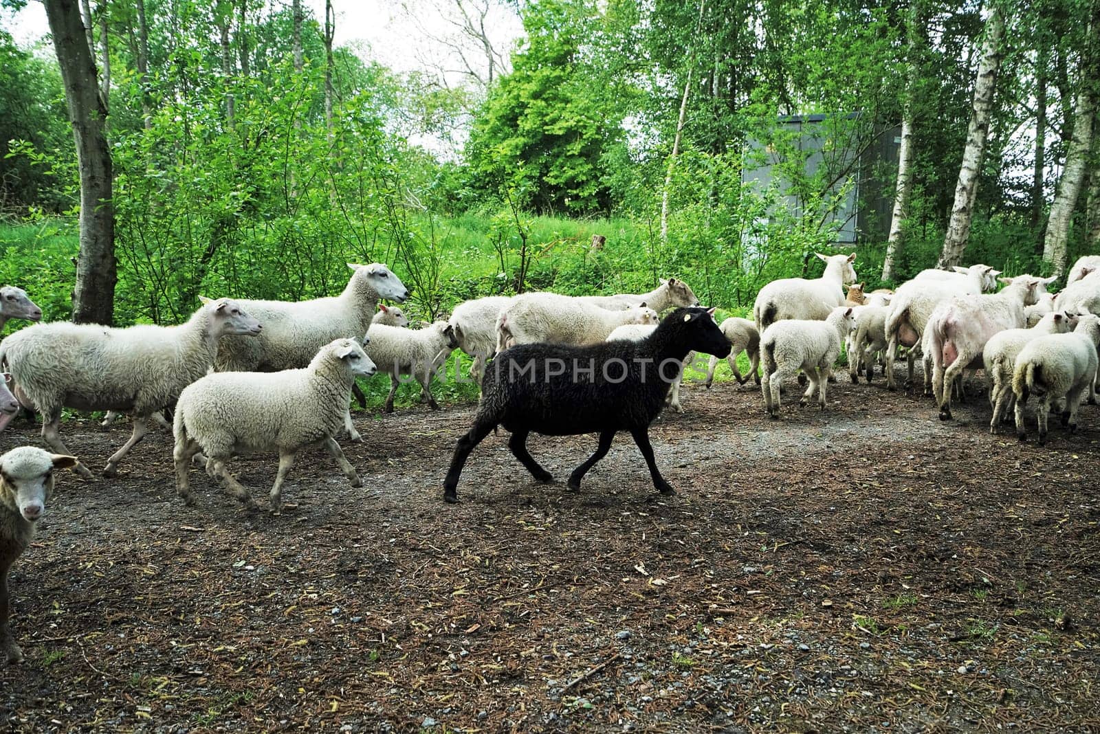 Large flock of sheep runs on the road in summer