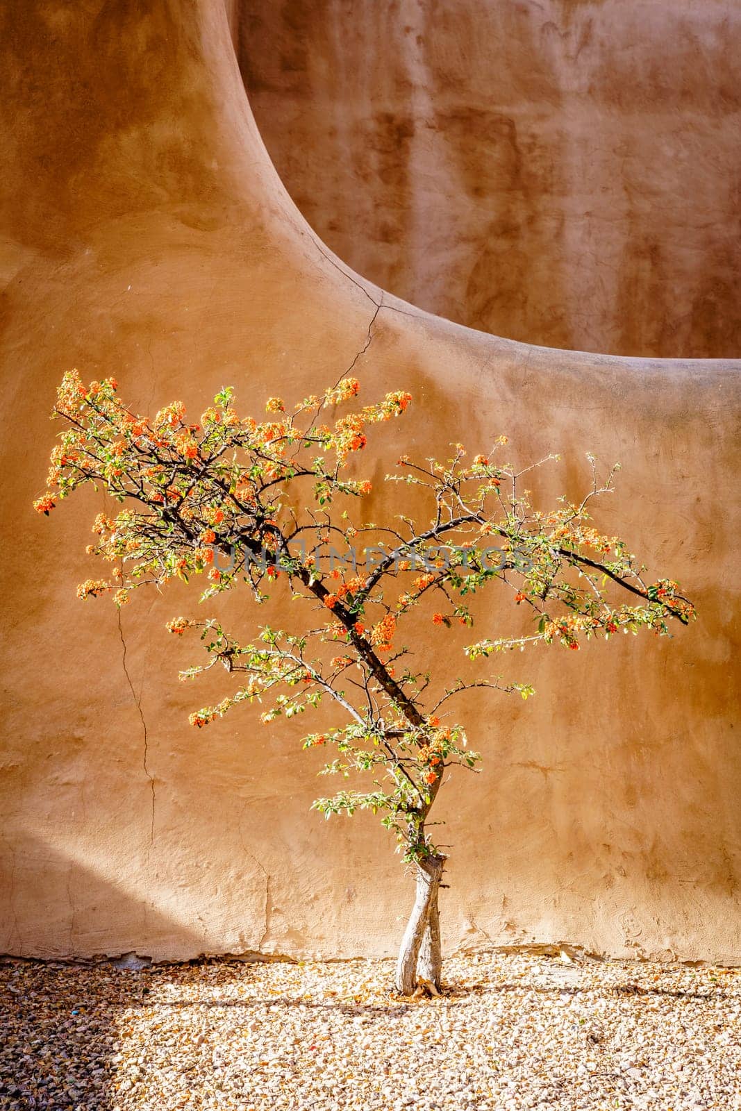 Beautiful firethorn tree in front of traditional adobe building in Santa Fe, New Mexico