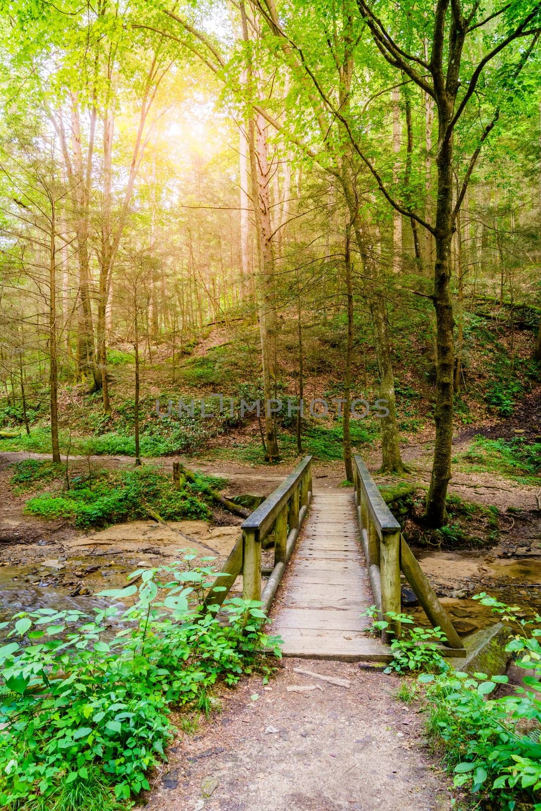 Footbridge over a creek on a hiking trail in Red River Gorge, Kentucky