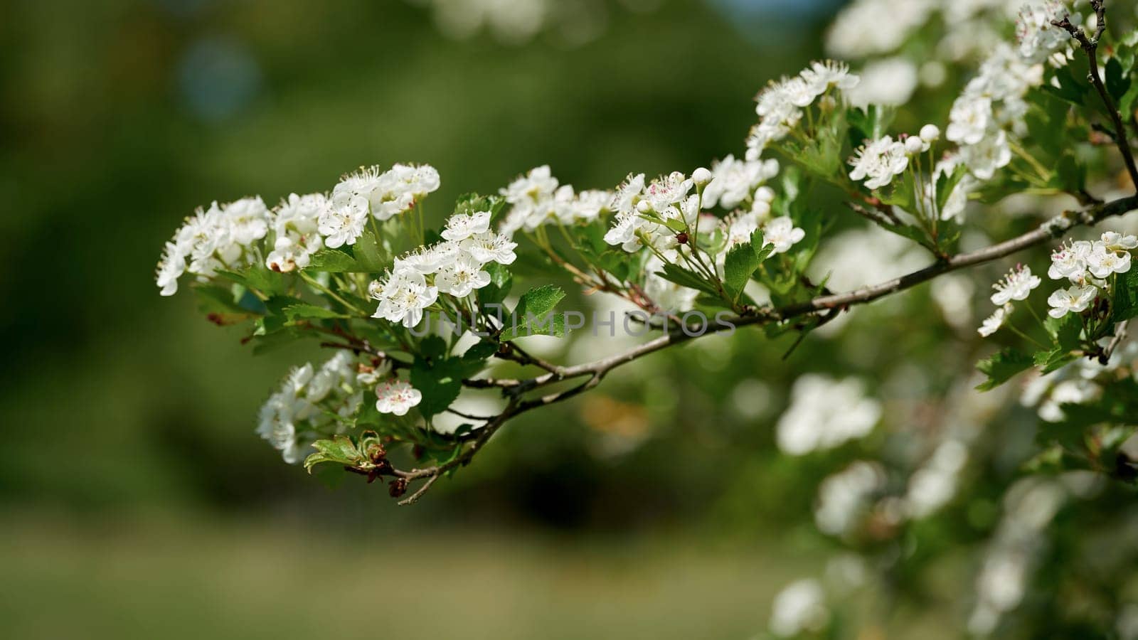 common hawthorn, Crataegus monogyna during the flowering period in spring in a Park near Magdeburg in Germany