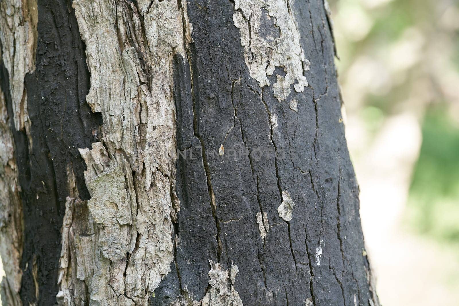 Sooty bark disease Rußrindenkrankheit caused by the fungus Cryptostroma corticale on a dead maple tree in Magdeburg in Germany