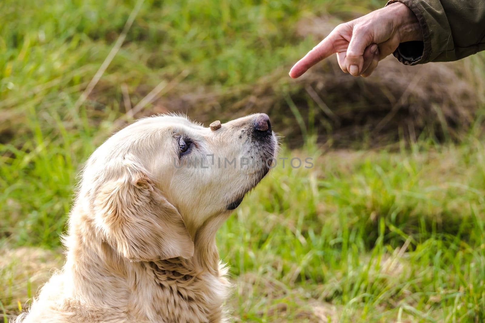 Detail of an elderly Golden Retriever getting a dog treat