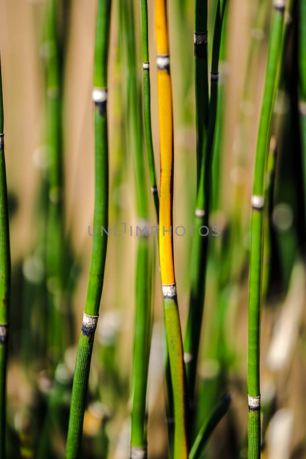 Abstract background with the image of green marsh plant sprouts - Horsetail wintering growing.