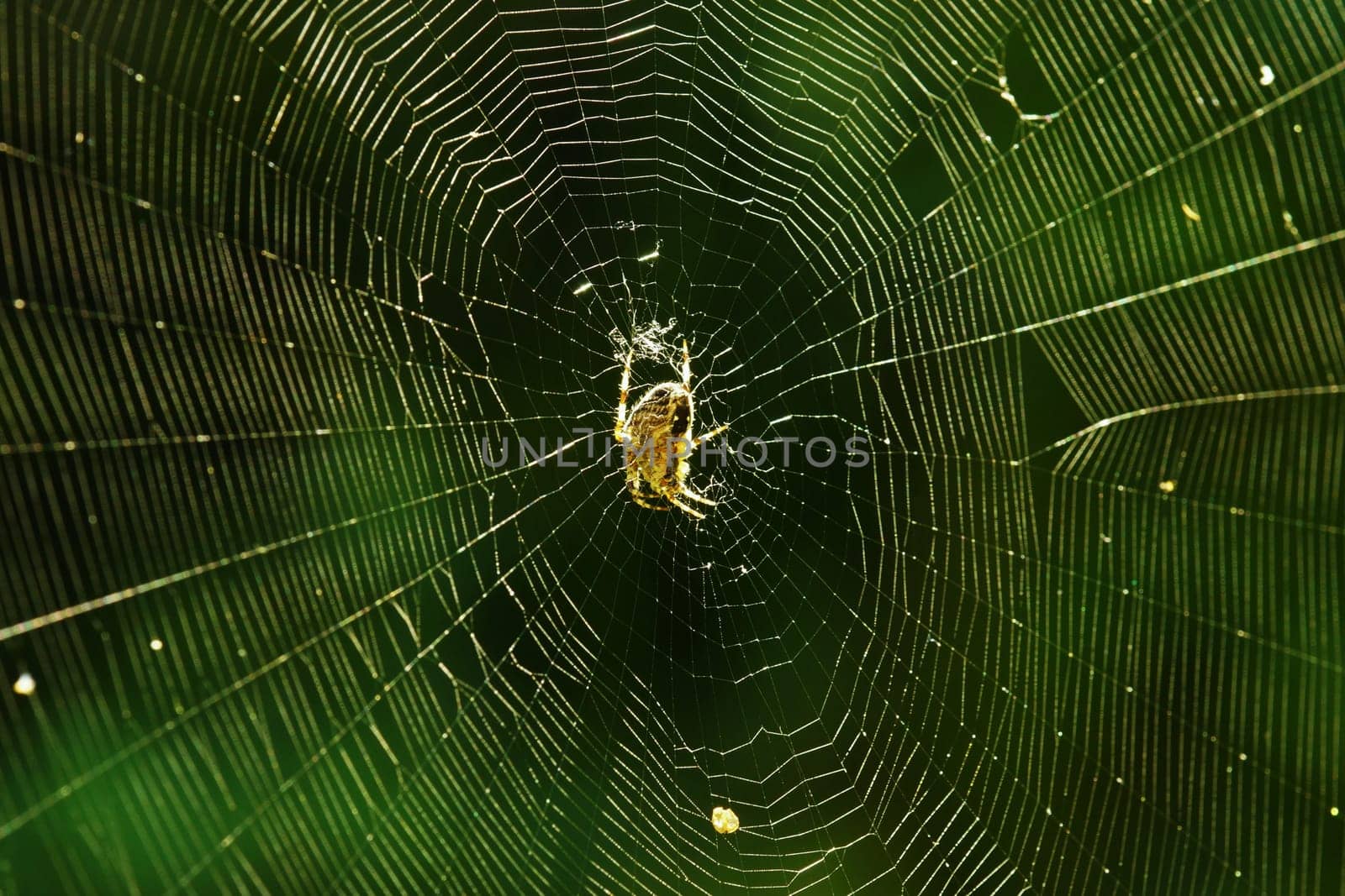 Spider in her big spider web in summer