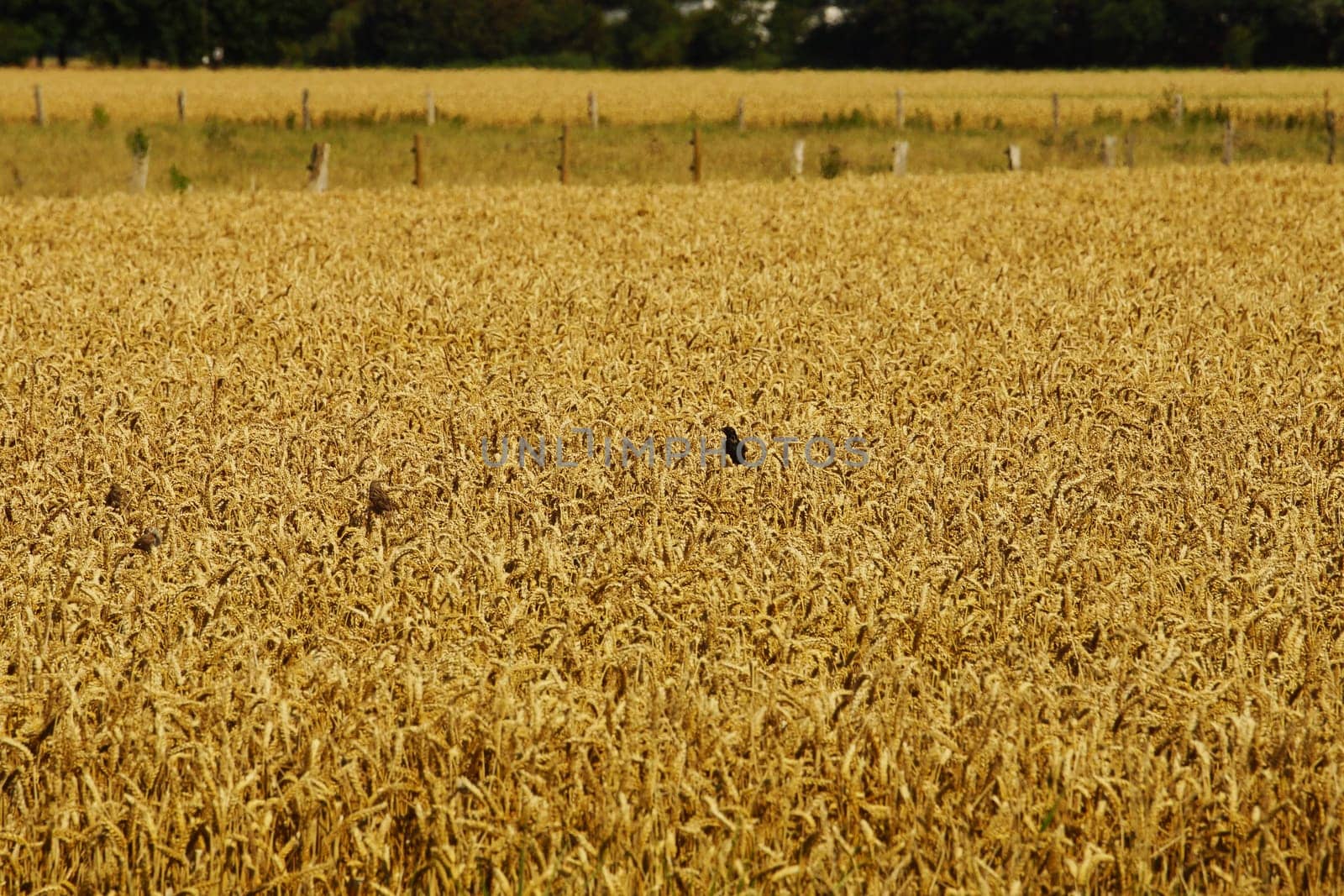 Various birds in a cornfield in summer