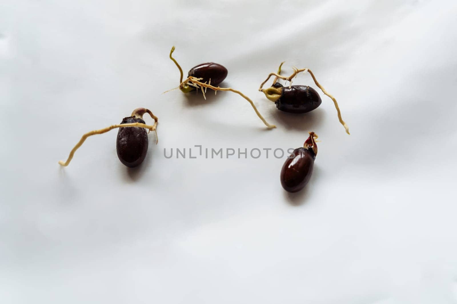 Four sprouted lychee seeds for growing at home. Home garden..