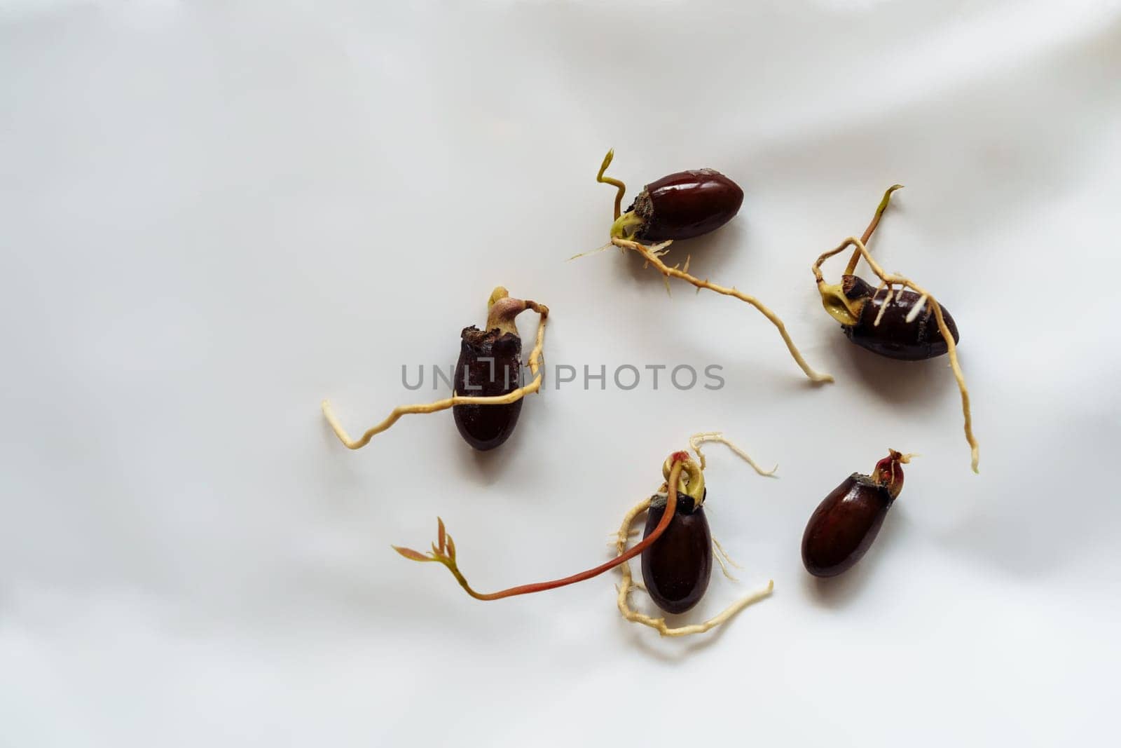 Five lychee sprouts sprouted from seeds on a white background.