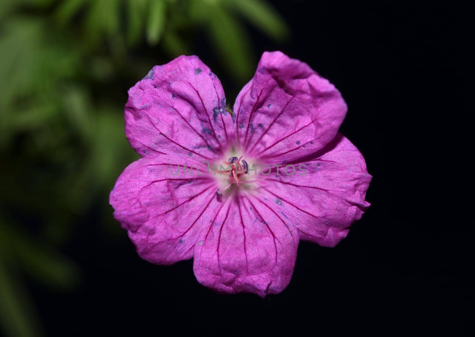 Purple flower blossoming close up botanical background Geranium platypetalum family Geraniaceae big size floral print high quality