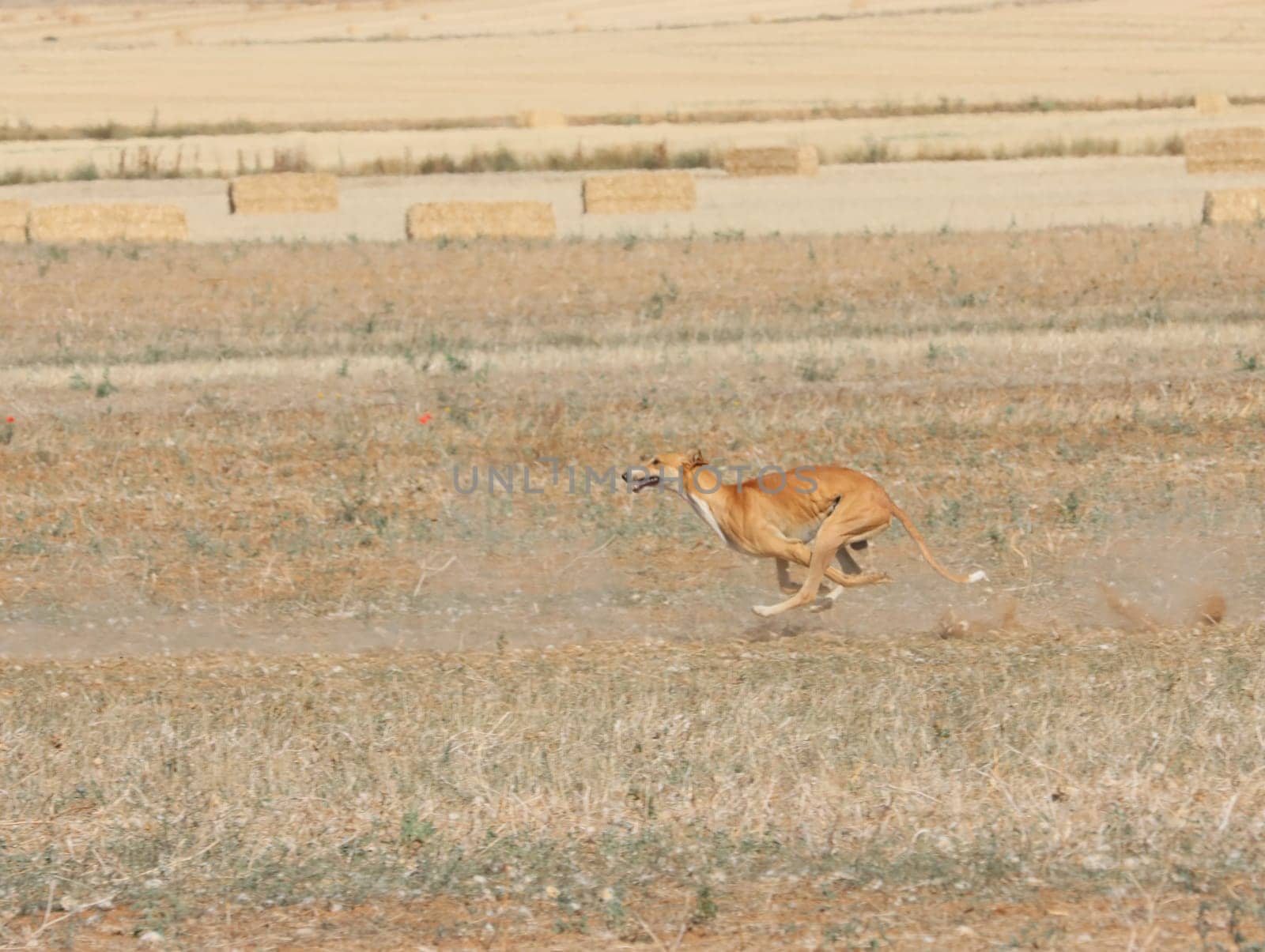 greyhound race fast dog domestic animal field hare hunting