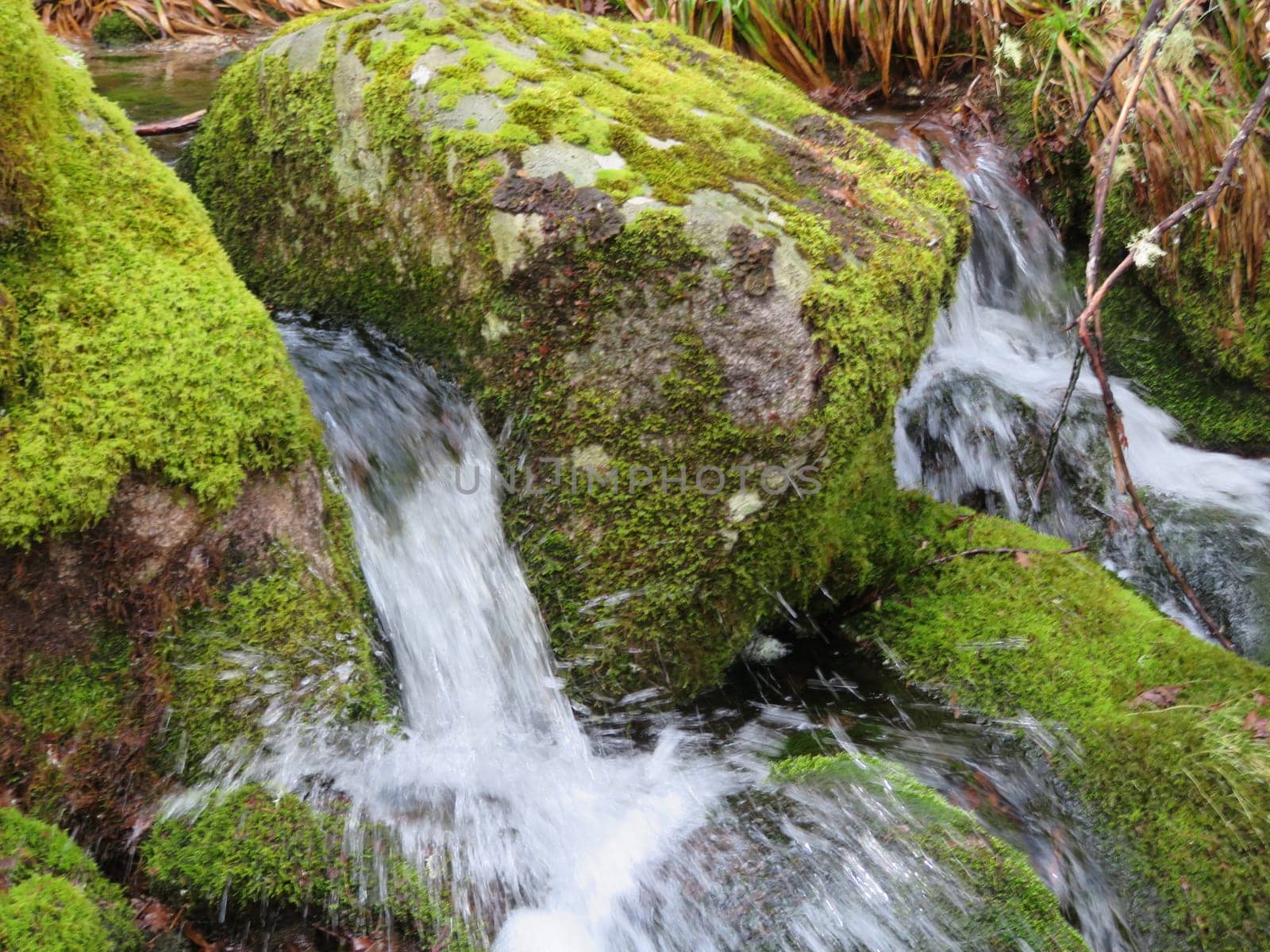 beautiful forest of trees rivers waterfalls water green moss moisture
