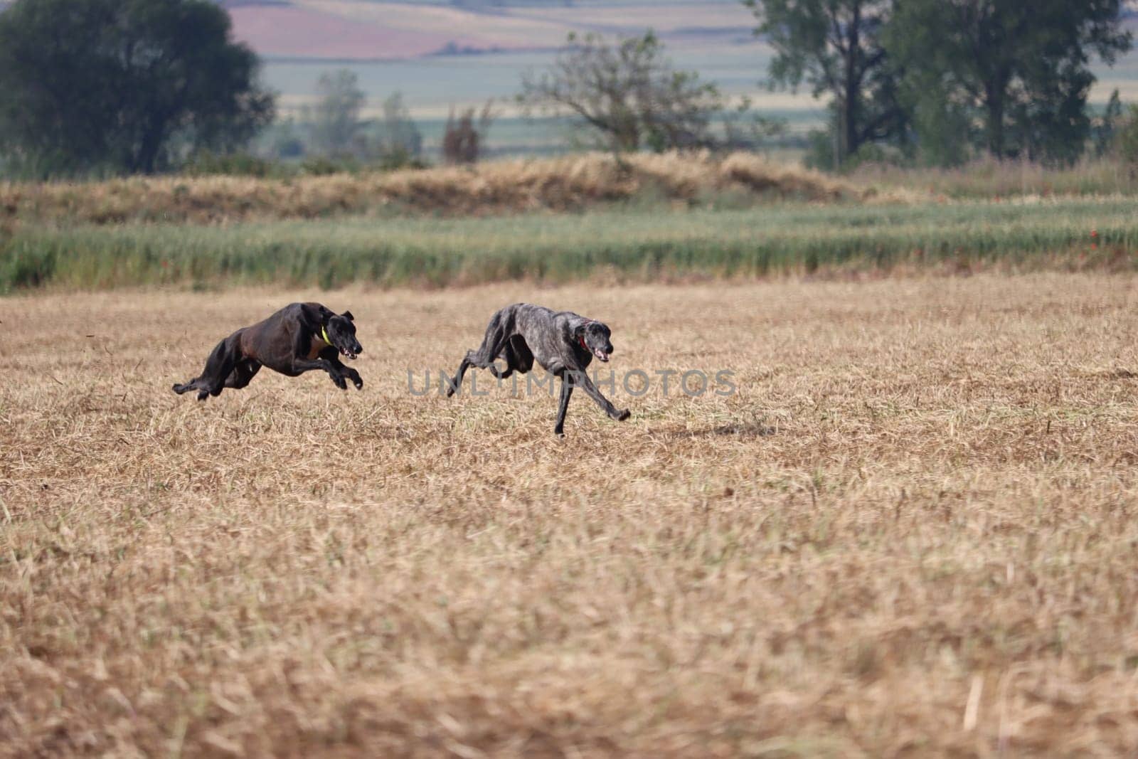 Spanish greyhound dog race hare hunting speed delivers passion