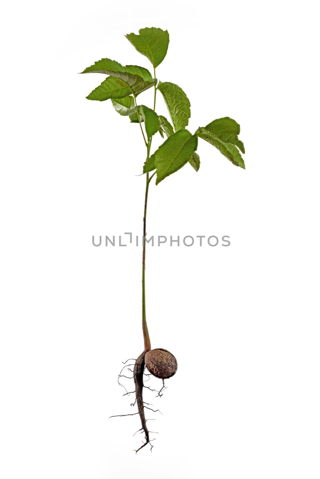 Sprout of a young walnut with roots and nutshell, isolated on white background