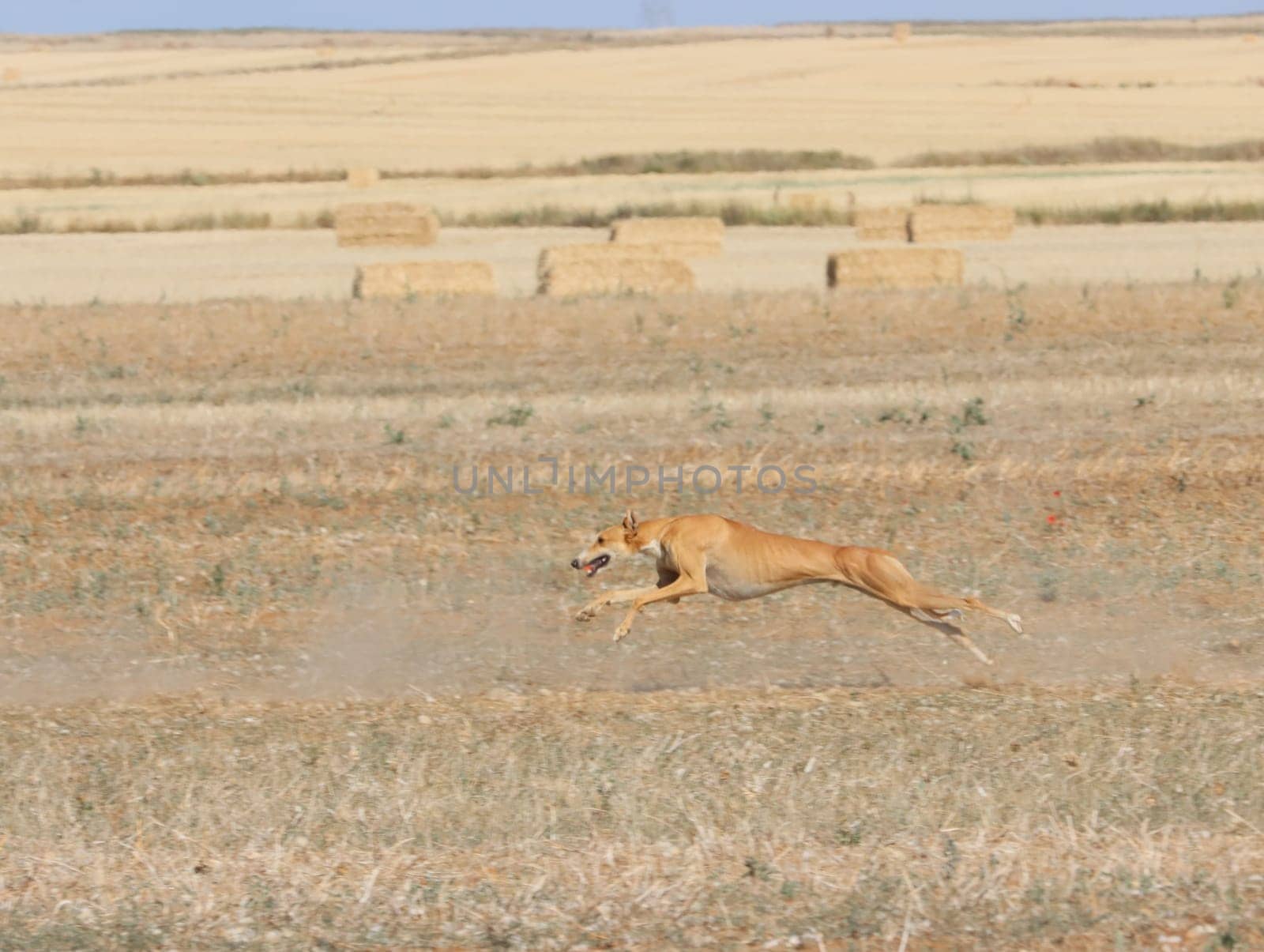 greyhound race fast dog domestic animal field hare hunting