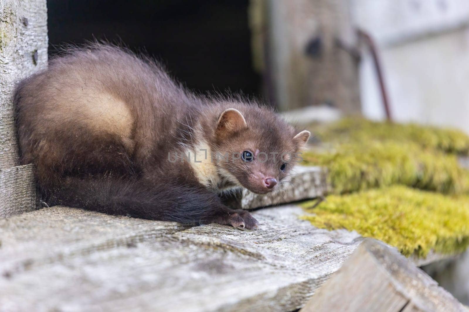 Cute young marten is looking at the camera sitting on an old wooden building. Horizontally.