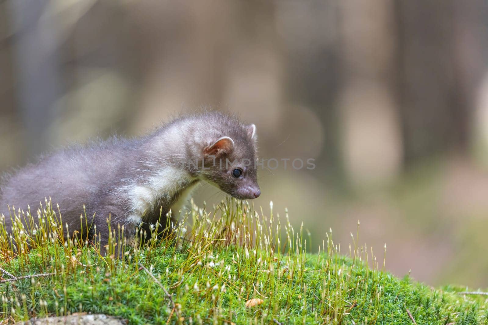 Side view of adorable young marten sitting in the moss closeup. Horizontally.