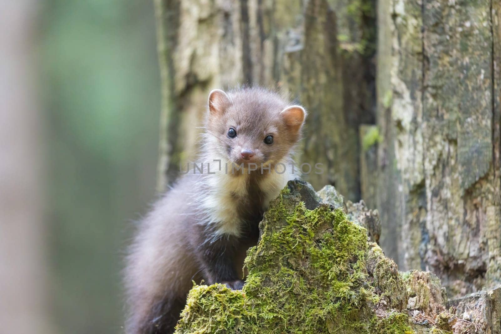 Cute young marten posing in a wood. Horizontally.