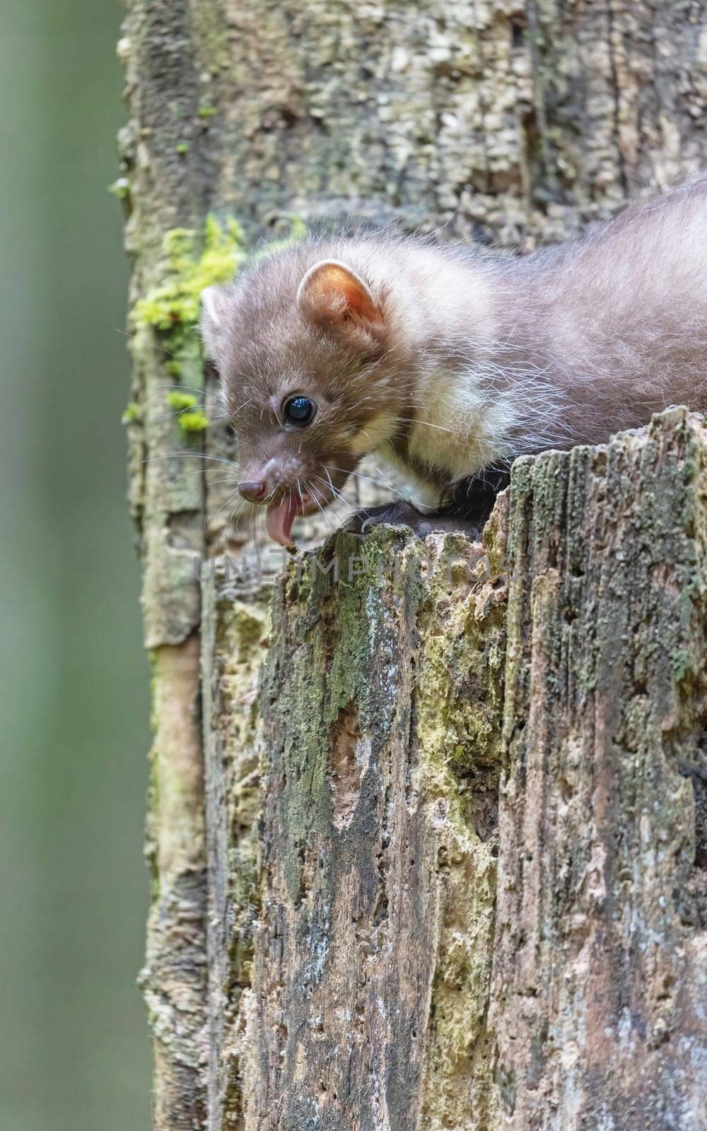Cute young marten on a tree trunk. Vertically.