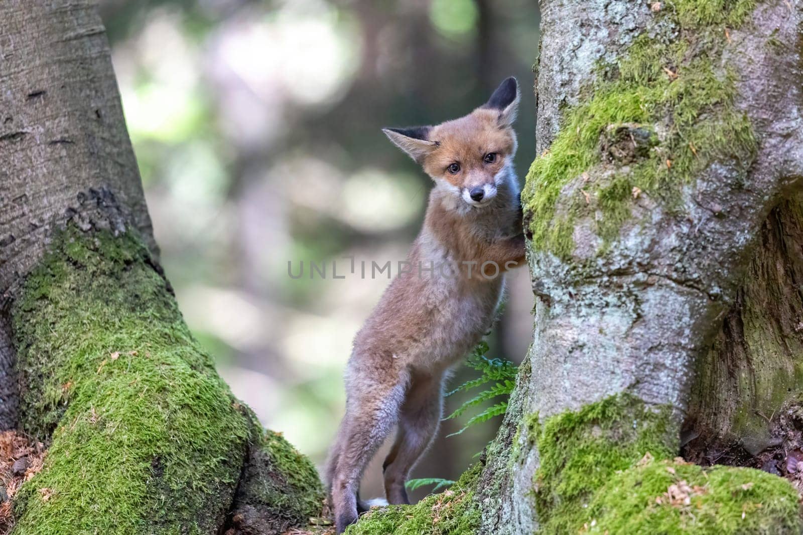 Adorable fox cub is standing on its hind legs among the trees. Horizontally.